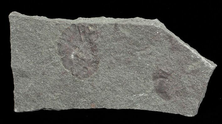 Devonian Zosterophyllum Plant Fossil - Scotland #66686